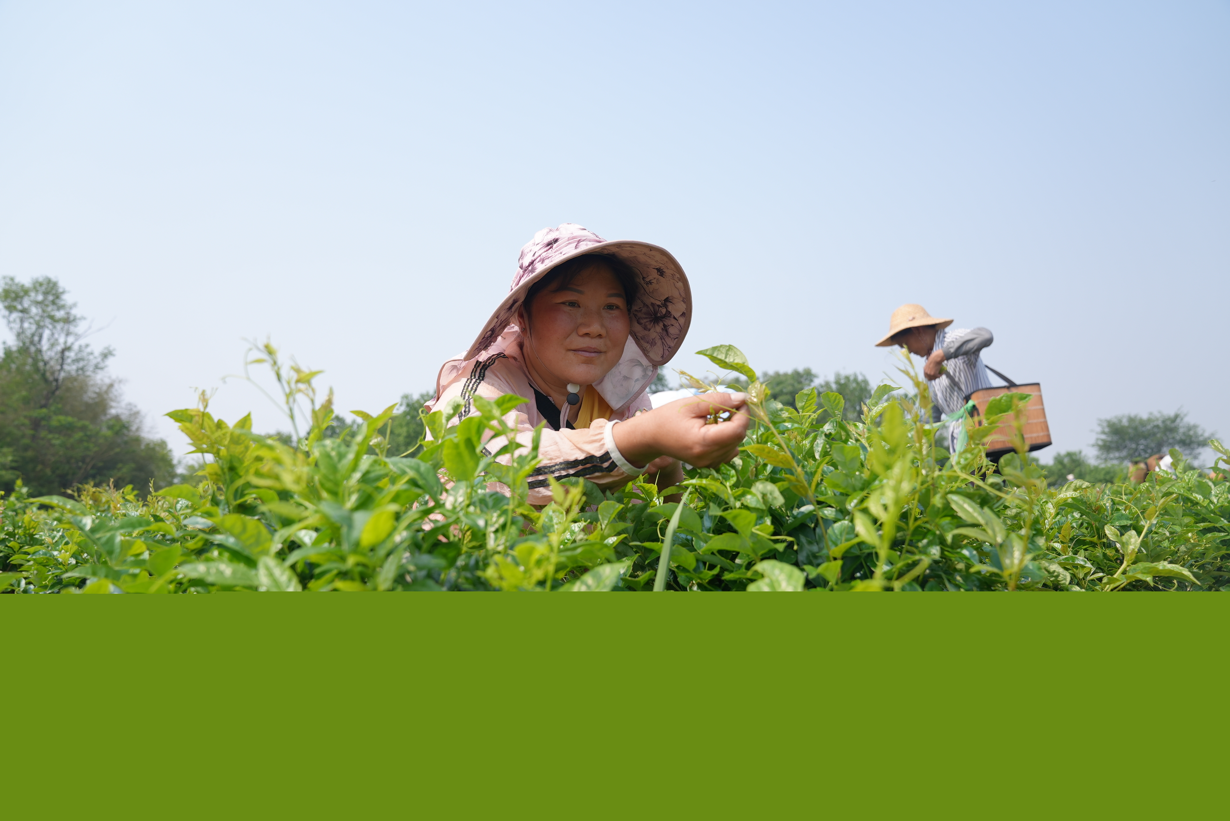 莓茶采摘忙